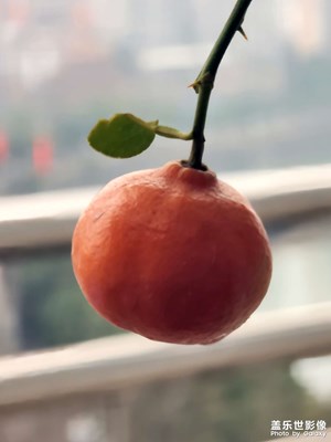 【金蛇轉(zhuǎn)好運】+初三隨拍大吉大利