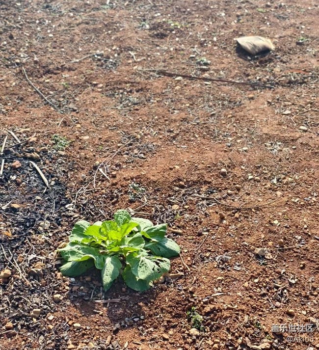 【迎新春，話準(zhǔn)備 】菜園一角