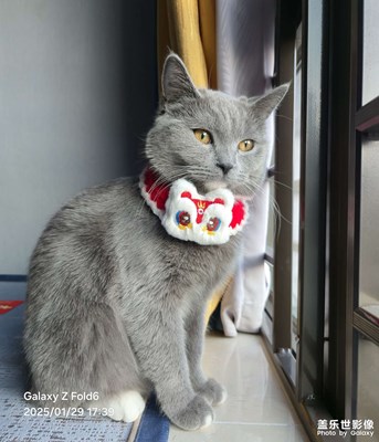 【隨拍分享】我家的招財貓貓