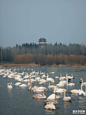【春節(jié)趣事】＋觀賞天鵝湖