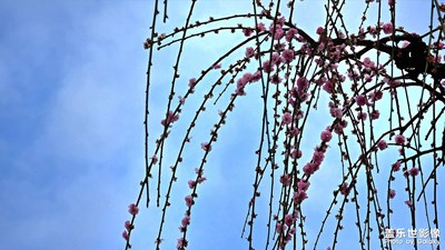 垂影一支梅，2025年春花集