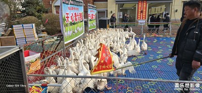 【金蛇轉(zhuǎn)好運(yùn)】逛充滿年味的大街