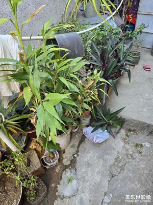 【金蛇轉(zhuǎn)好運(yùn)】+寧靜處的生活詩章