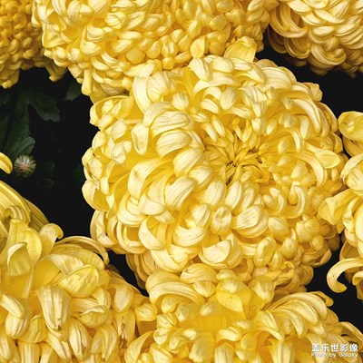 菊。。。。。。。。。。