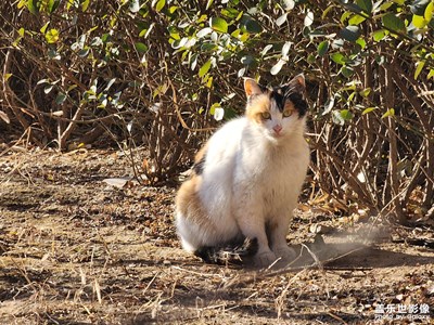 【金蛇轉(zhuǎn)好運(yùn)】好運(yùn)小貓來啦