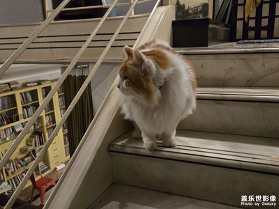 【春節(jié)趣事】+新年快樂