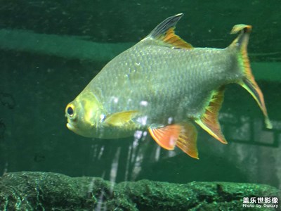 【春節(jié)趣事】+有趣的旅行