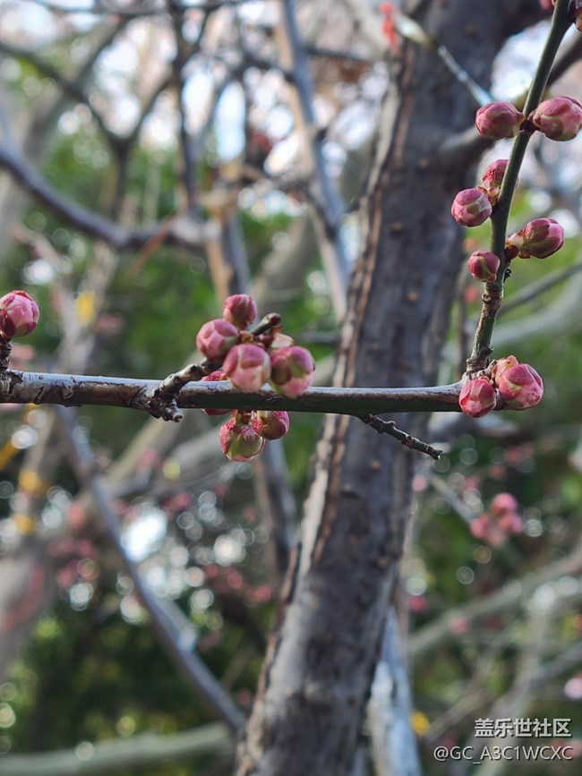 【我家鄉(xiāng)的春節(jié)】春節(jié)祈福