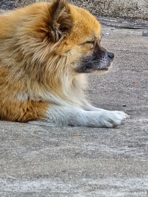 【金蛇轉(zhuǎn)好運】+巷弄里的慵懶時光