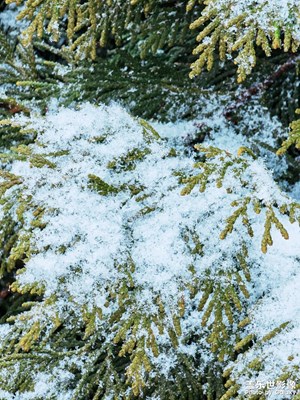 雪下松葉
