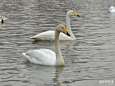 【金蛇轉(zhuǎn)好運(yùn)】+三門峽天鵝湖