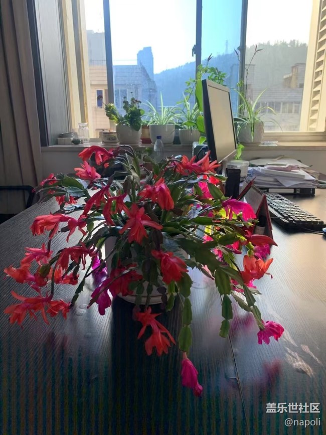 【開年大吉】一路生花