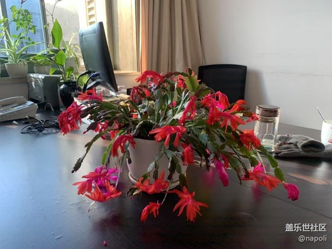 【開年大吉】一路生花