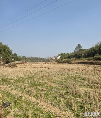 回老家過春節(jié)之冬日田野