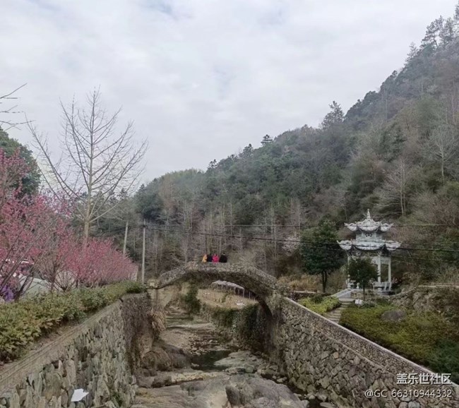 【春節(jié)行跡】看香榧樹