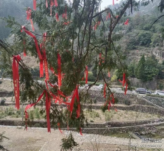 【春節(jié)行跡】看香榧樹