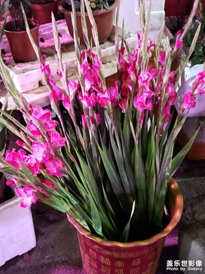 【金蛇轉(zhuǎn)好運】+夜市花攤，邂逅浪漫