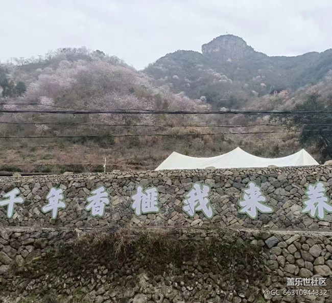 【春節(jié)行跡】看香榧樹