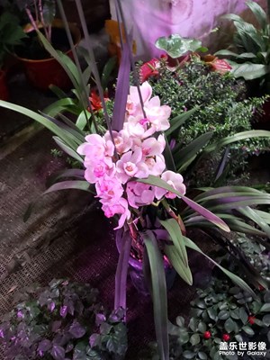 【金蛇轉(zhuǎn)好運】+邂逅花之世界，沉醉美好時光