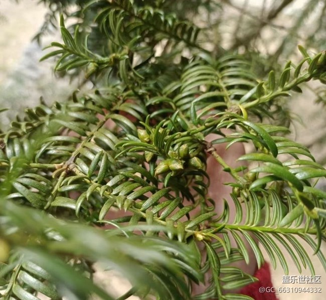 【春節(jié)行跡】看香榧樹