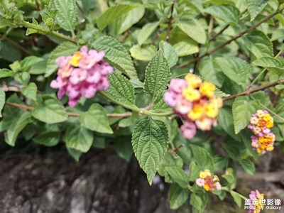 【金蛇轉(zhuǎn)好運(yùn)】+春天到了