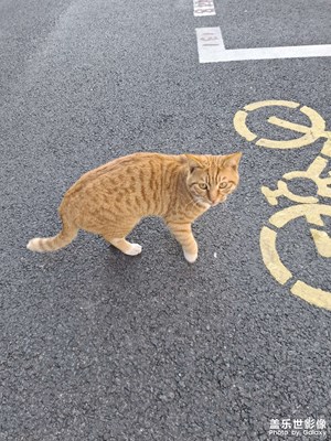 攔路貓續(xù)集