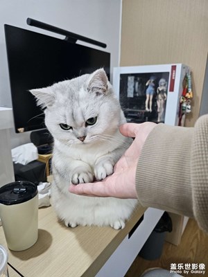 【金蛇轉(zhuǎn)好運(yùn)】新年摸貓爪