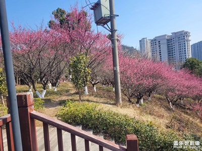 【金蛇轉(zhuǎn)好運(yùn)】臘梅花開