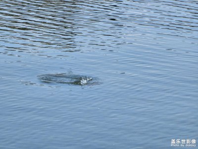宜賓李莊一日游