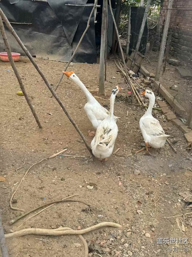 【開(kāi)年大吉】+農(nóng)家小院的生機(jī)