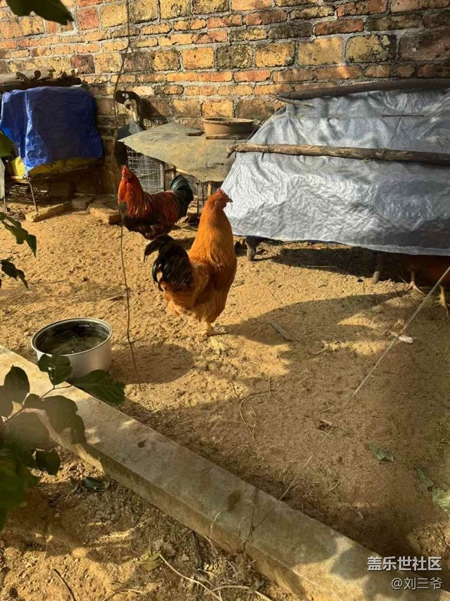 【開(kāi)年大吉】+農(nóng)家小院的生機(jī)