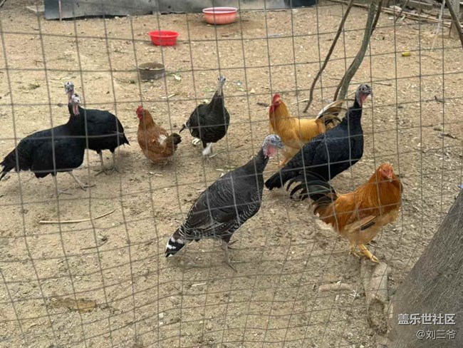 【開(kāi)年大吉】+農(nóng)家小院的生機(jī)