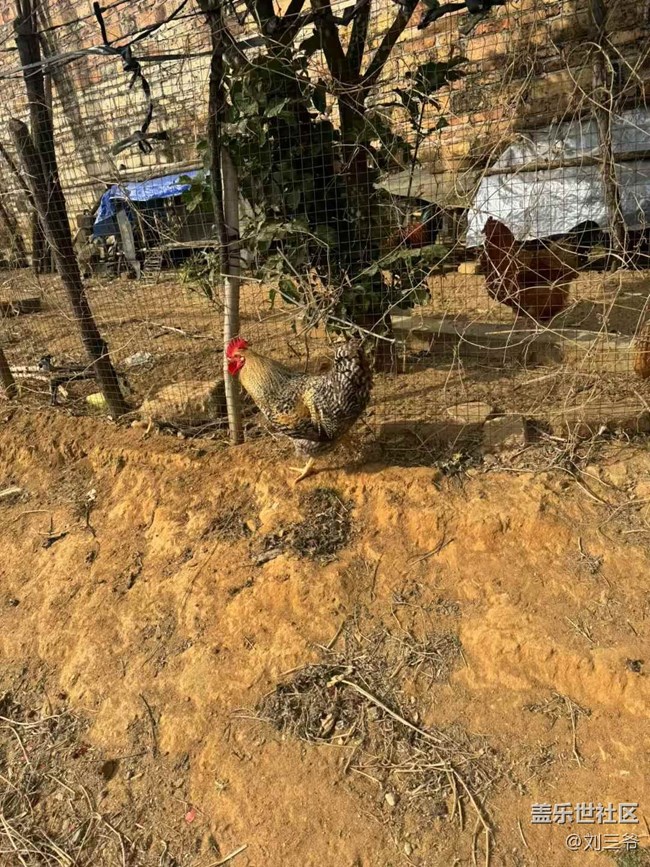 【開(kāi)年大吉】+農(nóng)家小院的生機(jī)