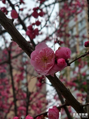 【金蛇轉(zhuǎn)好運】＋紅梅花兒開，朵朵放光彩