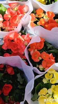 【金蛇轉(zhuǎn)好運(yùn)】美好將至