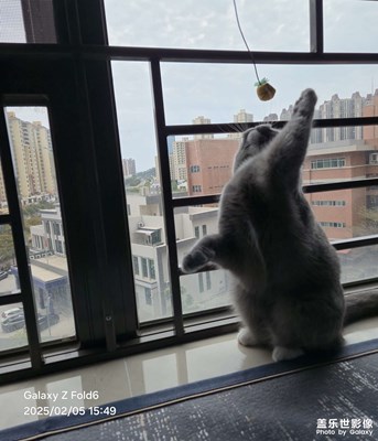 【愛?分享】逗貓最治愈心情