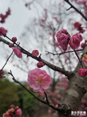 【金蛇轉(zhuǎn)好運】+春天不遠(yuǎn)了