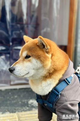 【金蛇轉(zhuǎn)好運】+藏在生活里的浪漫