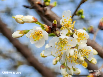Galaxy S25 Ultra又是一年春來到
