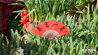 【金蛇轉(zhuǎn)好運(yùn)】年富一年