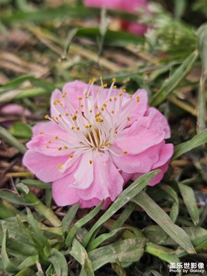 【燈影情長】繁花似錦