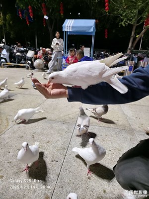 廣州黃埔南崗的鴿子