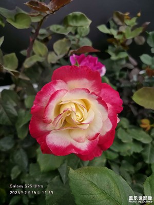 廣州塔一游美麗的玫瑰花