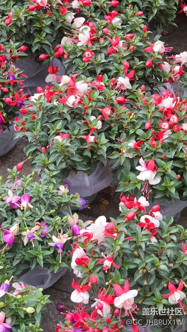 【年味】新年花開
