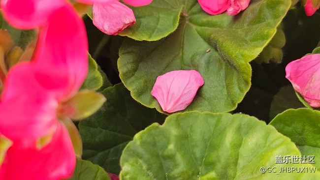 【年味】新年花開