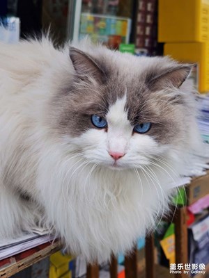 【金蛇轉(zhuǎn)好運】偶遇的小可愛

