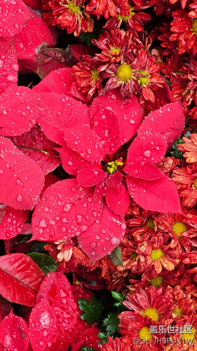 【年味】新年花開