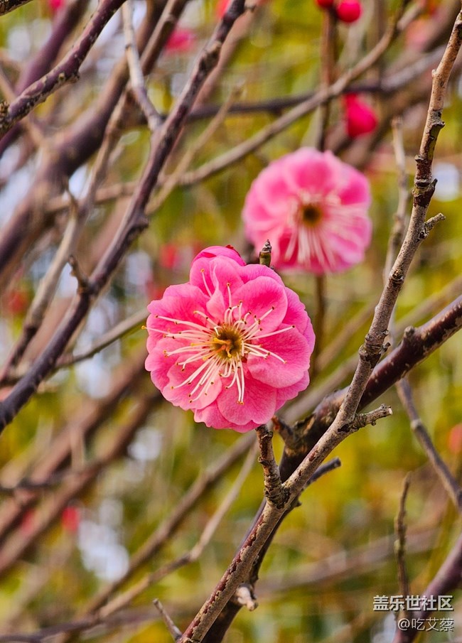 已開獎(jiǎng)【Note版二月第四周】Note手機(jī)里的初春