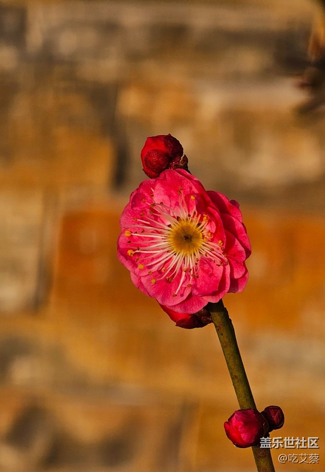 已開獎(jiǎng)【Note版二月第四周】Note手機(jī)里的初春