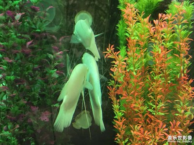 【燈影情長(zhǎng)】+水中世界